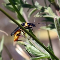 Chauliognathus lugubris (Plague Soldier Beetle) at Fadden, ACT - 24 Feb 2019 by RodDeb