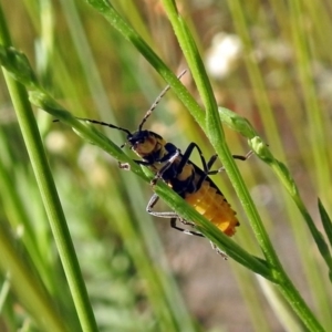 Chauliognathus lugubris at Fadden, ACT - 24 Feb 2019