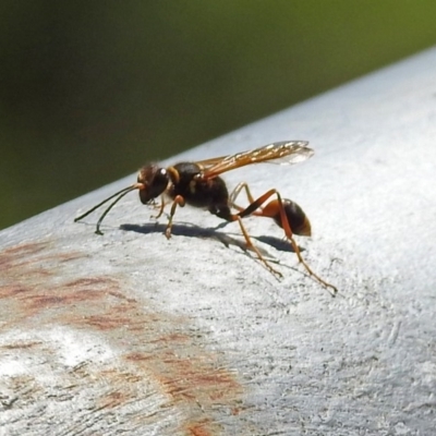 Sceliphron laetum (Common mud dauber wasp) at Fadden, ACT - 24 Feb 2019 by RodDeb