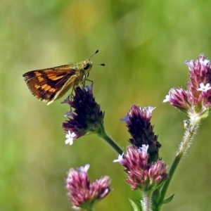 Ocybadistes walkeri at Fadden, ACT - 24 Feb 2019 03:19 PM