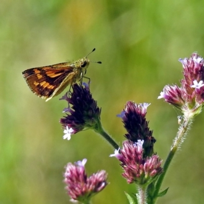 Ocybadistes walkeri (Green Grass-dart) at Fadden, ACT - 24 Feb 2019 by RodDeb