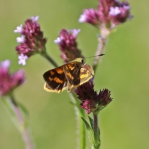 Ocybadistes walkeri at Fadden, ACT - 24 Feb 2019 03:19 PM