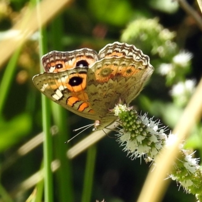 Junonia villida (Meadow Argus) at Fadden, ACT - 24 Feb 2019 by RodDeb