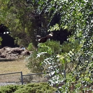 Papilio aegeus at Fadden, ACT - 24 Feb 2019 02:45 PM