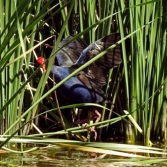 Porphyrio melanotus (Australasian Swamphen) at Fadden, ACT - 24 Feb 2019 by RodDeb