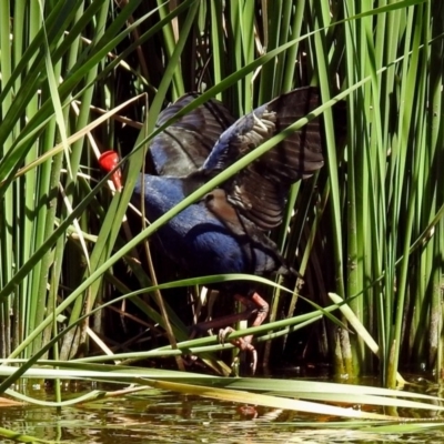 Porphyrio melanotus (Australasian Swamphen) at Fadden, ACT - 24 Feb 2019 by RodDeb