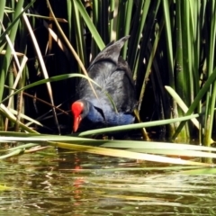 Porphyrio melanotus at Fadden, ACT - 24 Feb 2019