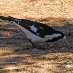 Grallina cyanoleuca (Magpie-lark) at Fadden Hills Pond - 24 Feb 2019 by RodDeb