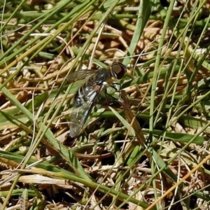 Villa sp. (genus) at Fadden, ACT - 24 Feb 2019