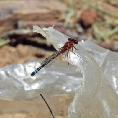 Xanthagrion erythroneurum (Red & Blue Damsel) at Fadden, ACT - 24 Feb 2019 by RodDeb