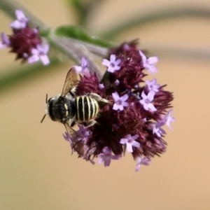 Pseudoanthidium (Immanthidium) repetitum at Fadden, ACT - 24 Feb 2019