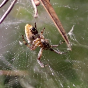 Araneidae (family) at Fadden, ACT - 24 Feb 2019