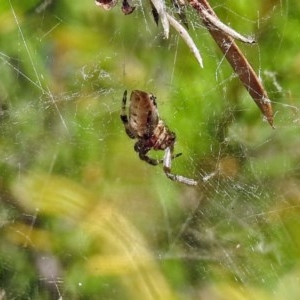 Araneidae (family) at Fadden, ACT - 24 Feb 2019