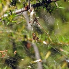 Araneidae (family) at Fadden, ACT - 24 Feb 2019