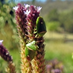 Ocirrhoe unimaculata at Fadden, ACT - 24 Feb 2019