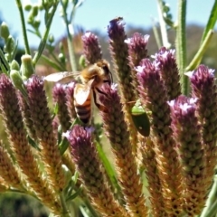 Ocirrhoe unimaculata at Fadden, ACT - 24 Feb 2019