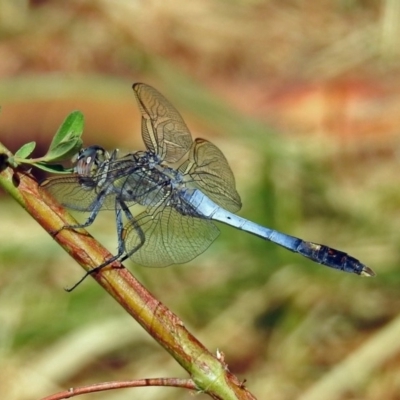 Orthetrum caledonicum (Blue Skimmer) at Fadden, ACT - 24 Feb 2019 by RodDeb