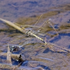 Orthetrum caledonicum at Fadden, ACT - 24 Feb 2019