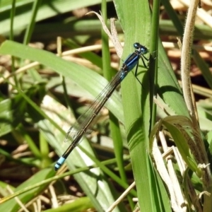 Ischnura heterosticta at Fadden, ACT - 24 Feb 2019