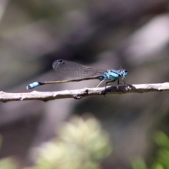 Ischnura heterosticta at Fadden, ACT - 24 Feb 2019 02:08 PM