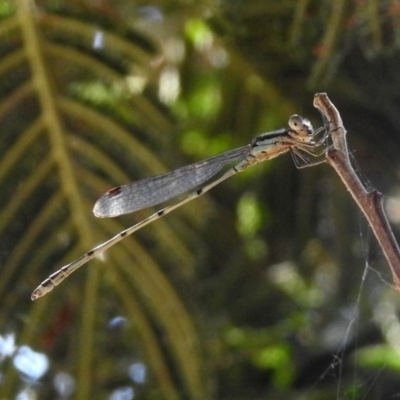 Austrolestes leda (Wandering Ringtail) at Fadden Hills Pond - 24 Feb 2019 by RodDeb