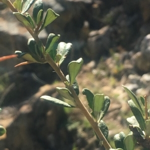 Bursaria spinosa subsp. lasiophylla at Bobundara, NSW - 24 Feb 2019 10:57 AM