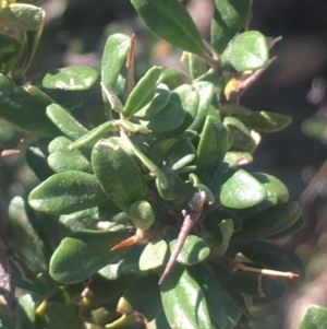 Bursaria spinosa subsp. lasiophylla at Bobundara, NSW - 24 Feb 2019 10:57 AM