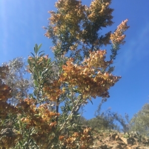 Bursaria spinosa subsp. lasiophylla at Bobundara, NSW - 24 Feb 2019 10:57 AM