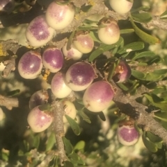 Melicytus angustifolius subsp. divaricatus at Bobundara, NSW - 24 Feb 2019 07:45 AM