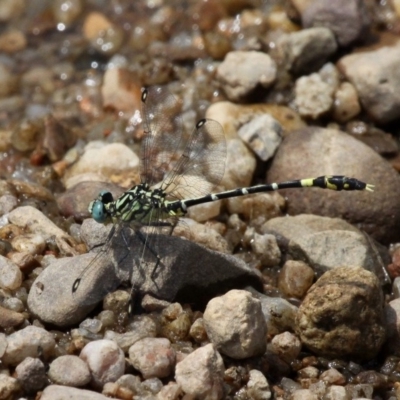 Austrogomphus cornutus (Unicorn Hunter) at Larbert, NSW - 18 Feb 2019 by HarveyPerkins