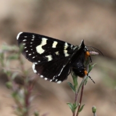 Phalaenoides tristifica (Willow-herb Day-moth) at Larbert, NSW - 18 Feb 2019 by HarveyPerkins