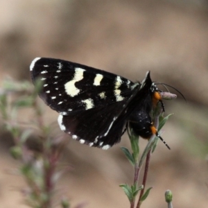 Phalaenoides tristifica at Larbert, NSW - 18 Feb 2019