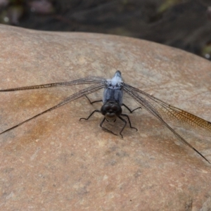 Orthetrum caledonicum at Larbert, NSW - 18 Feb 2019