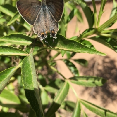 Jalmenus ictinus (Stencilled Hairstreak) at Lower Boro, NSW - 24 Feb 2019 by mcleana