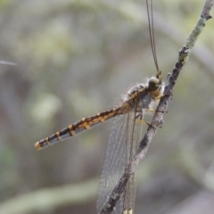 Suhpalacsa flavipes (Yellow Owlfly) at Conder, ACT - 12 Jan 2019 by michaelb