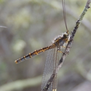 Suhpalacsa flavipes at Conder, ACT - 12 Jan 2019