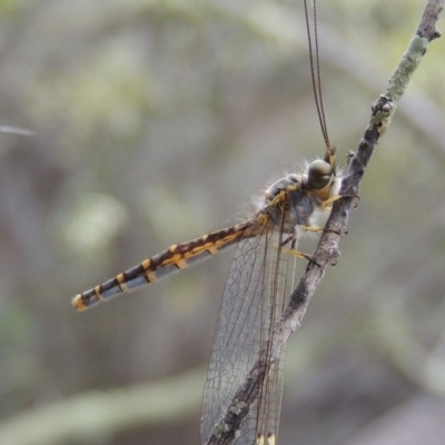 Suhpalacsa flavipes (Yellow Owlfly) at Conder, ACT - 12 Jan 2019 by michaelb