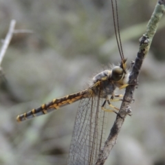 Suhpalacsa flavipes at Conder, ACT - 12 Jan 2019