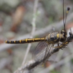 Suhpalacsa flavipes at Conder, ACT - 12 Jan 2019