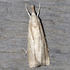 Unidentified Concealer moth (Oecophoridae) at Rosedale, NSW - 15 Feb 2019 by jb2602