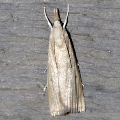 Unidentified Concealer moth (Oecophoridae) at Rosedale, NSW - 15 Feb 2019 by jb2602