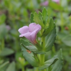 Gratiola peruviana (Australian Brooklime) at Tharwa, ACT - 3 Feb 2019 by michaelb