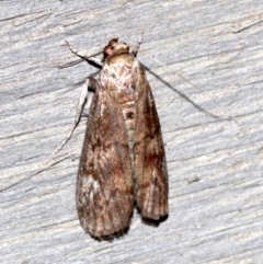 Unidentified Noctuoid moth (except Arctiinae) at Rosedale, NSW - 16 Feb 2019 by jb2602