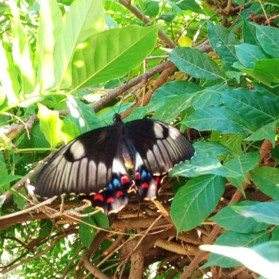 Papilio aegeus (Orchard Swallowtail, Large Citrus Butterfly) at Majura, ACT - 25 Feb 2019 by jerzh