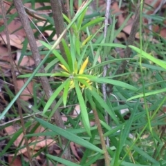 Persoonia mollis subsp. caleyi (Geebung) at Jervis Bay, JBT - 24 Jan 2019 by MeenaS