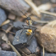 Polyrhachis ammon (Golden-spined Ant, Golden Ant) at Bald Hills, NSW - 24 Feb 2019 by JulesPhotographer