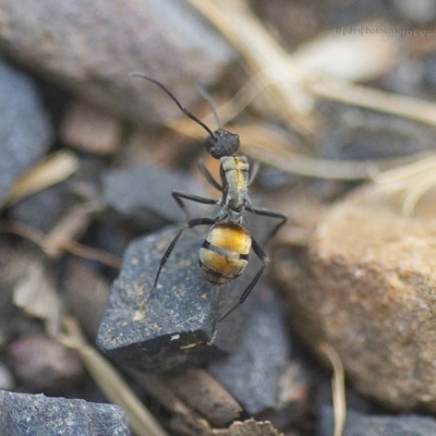 Polyrhachis ammon (Golden-spined Ant, Golden Ant) at Bald Hills, NSW - 24 Feb 2019 by JulesPhotographer