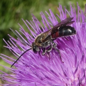 Lasioglossum (Parasphecodes) sp. (genus & subgenus) at Paddys River, ACT - 23 Feb 2019