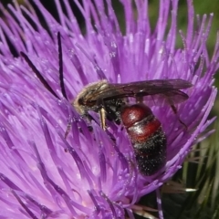 Lasioglossum (Parasphecodes) sp. (genus & subgenus) at Paddys River, ACT - 23 Feb 2019