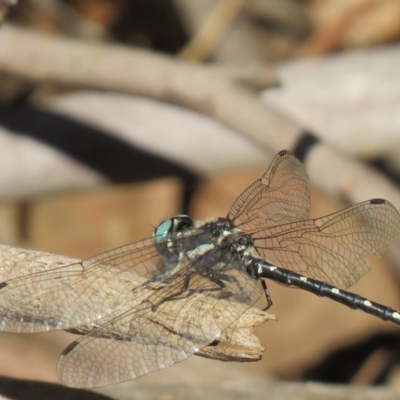 Eusynthemis guttata (Southern Tigertail) at Cotter River, ACT - 25 Feb 2019 by SandraH